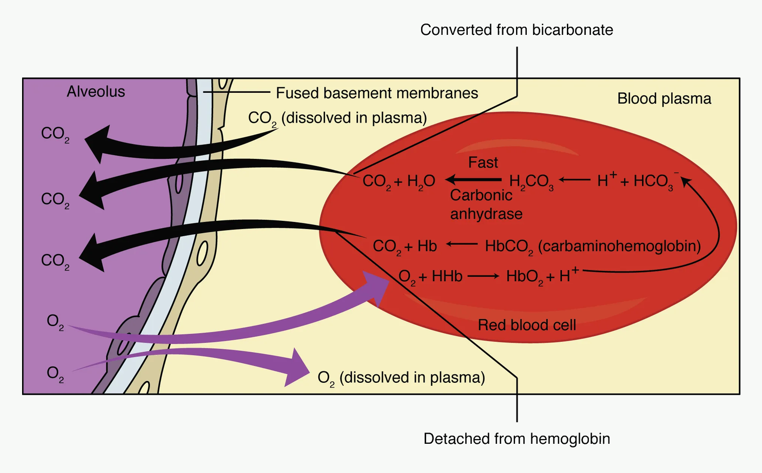 External respiration diagram showing oxygen entering pulmonary capillary blood and carbon dioxide leaving blood for alveoli.